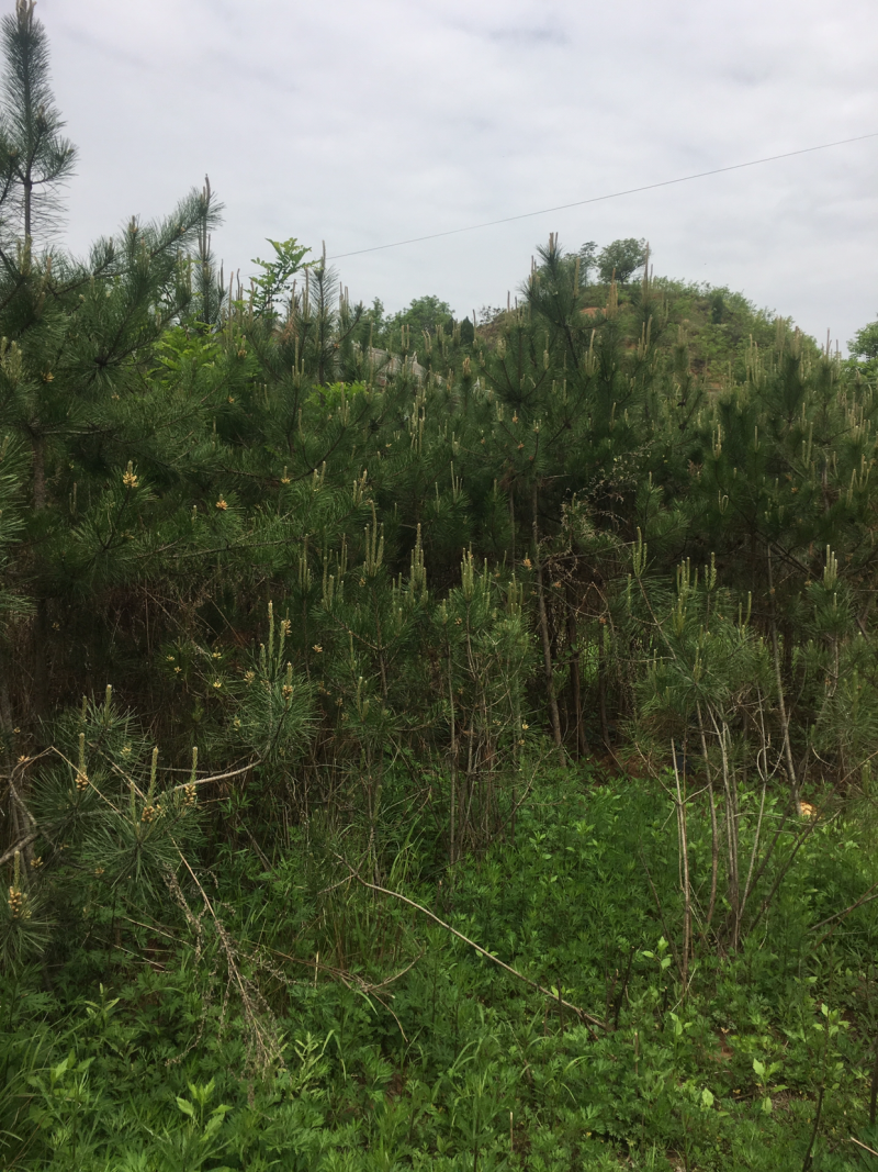 低价出售自家占地油松，高度三米，地经3/5公分