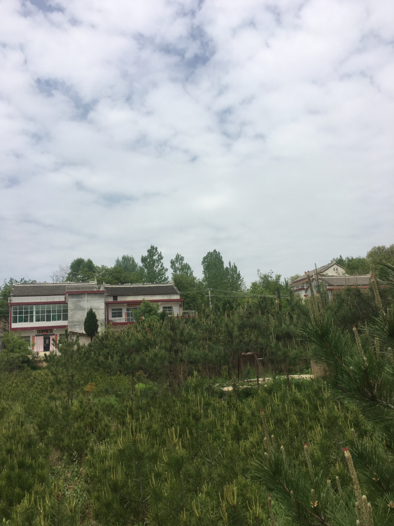 低价出售自家占地油松，高度三米，地经3/5公分