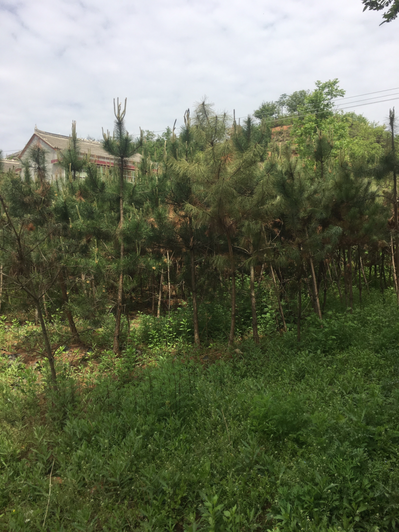 低价出售自家占地油松，高度三米，地经3/5公分