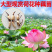 荷花藕苗
