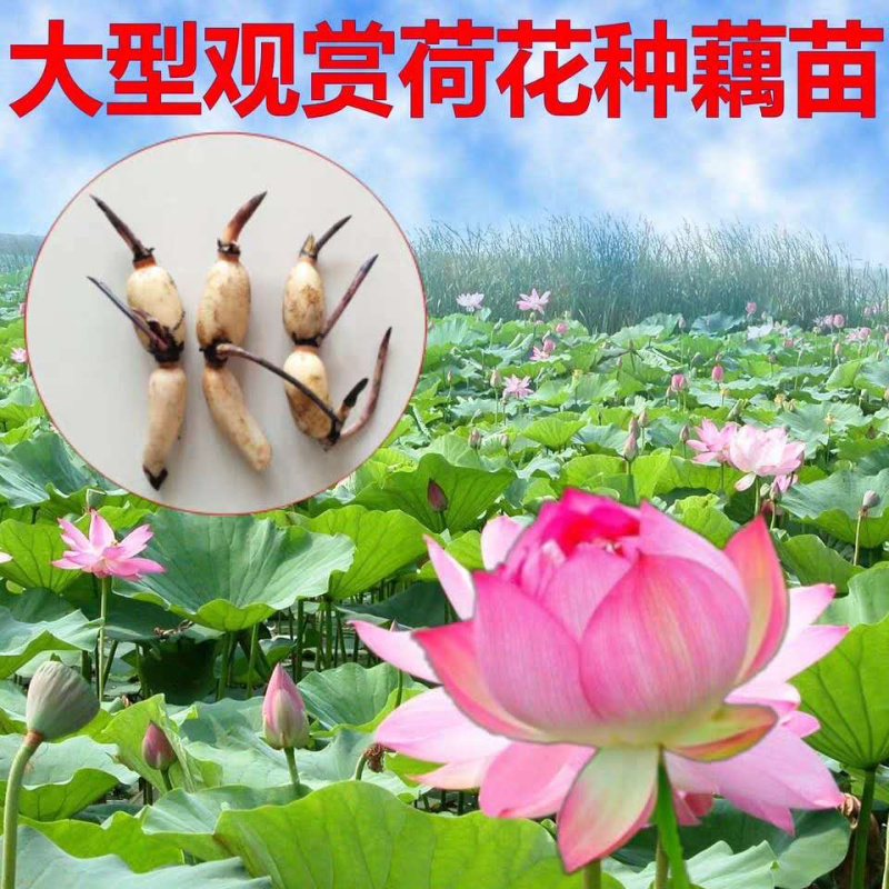 荷花藕苗