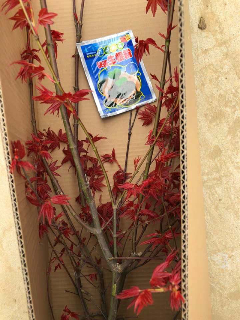 日本红枫