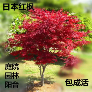 日本红枫