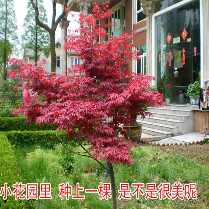 日本红枫