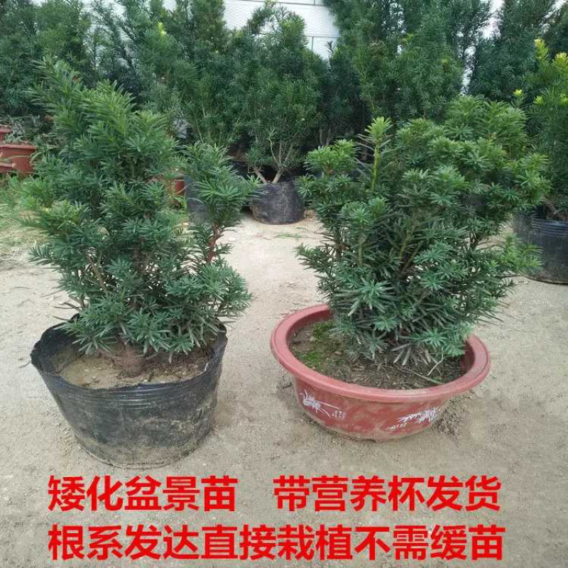 红豆杉