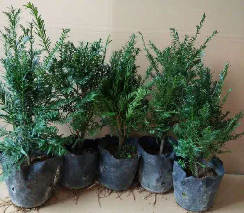 红豆杉