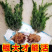 红豆杉