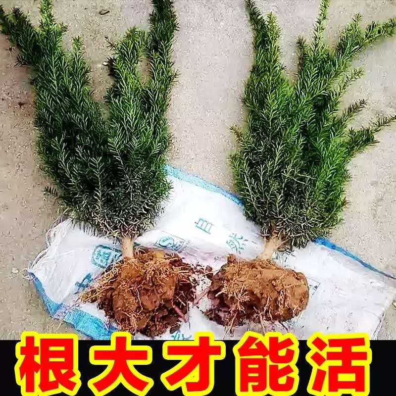 红豆杉