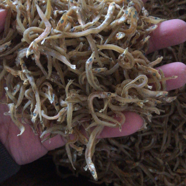 银鱼干，朝鲜，