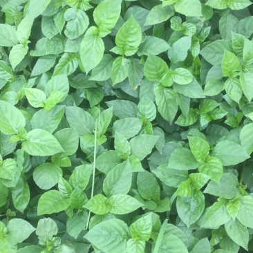 野菜，血通菜绿线叶量大从优