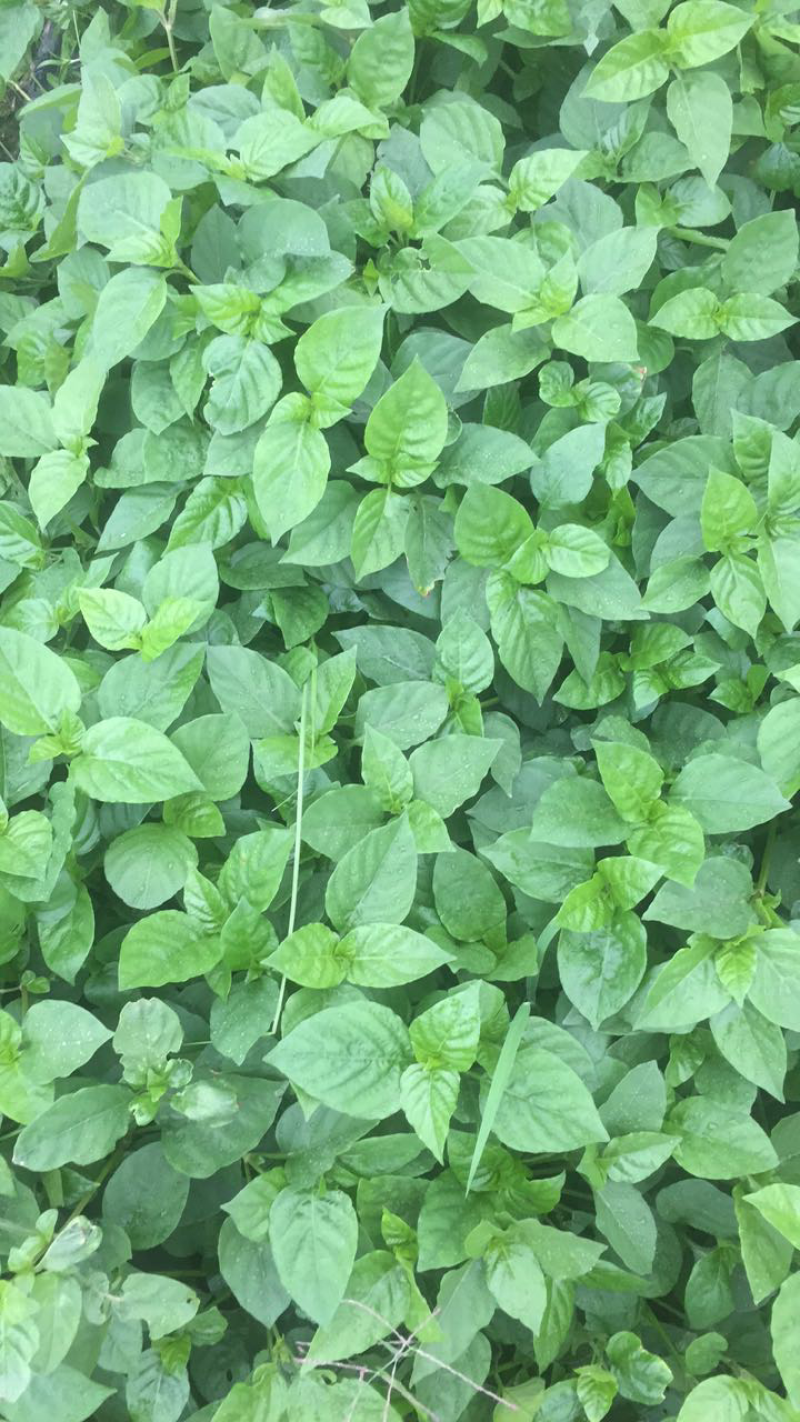 野菜，血通菜绿线叶量大从优