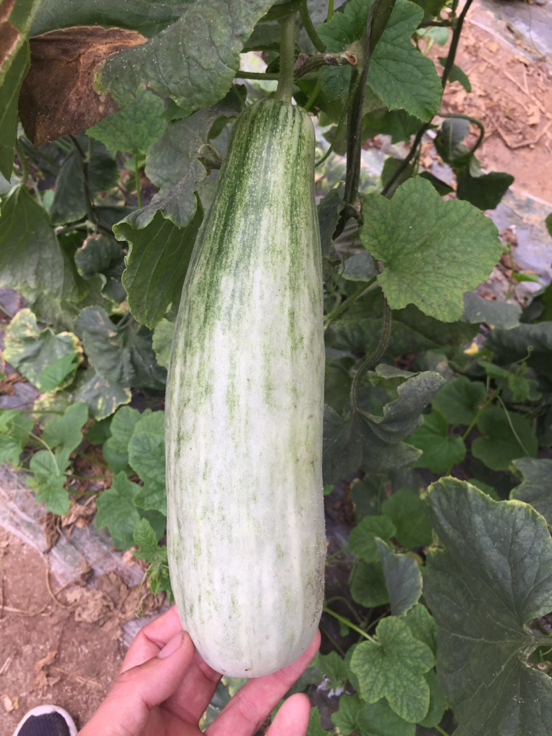 羊角蜜甜瓜苗产量高寿光基地直供品种优良量大
