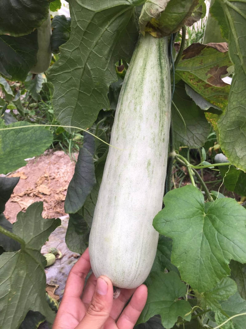 羊角蜜甜瓜苗产量高寿光基地直供品种优良量大