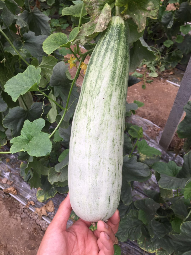 羊角蜜甜瓜苗产量高寿光基地直供品种优良量大