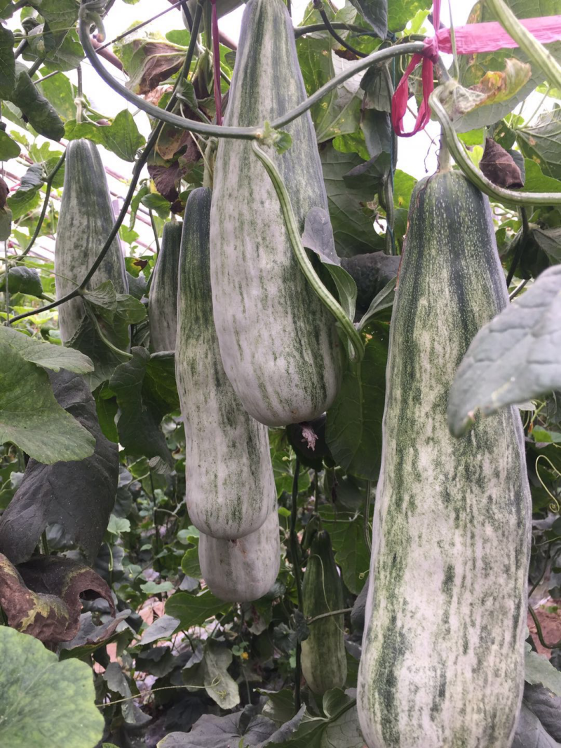 羊角蜜甜瓜苗产量高寿光基地直供品种优良量大