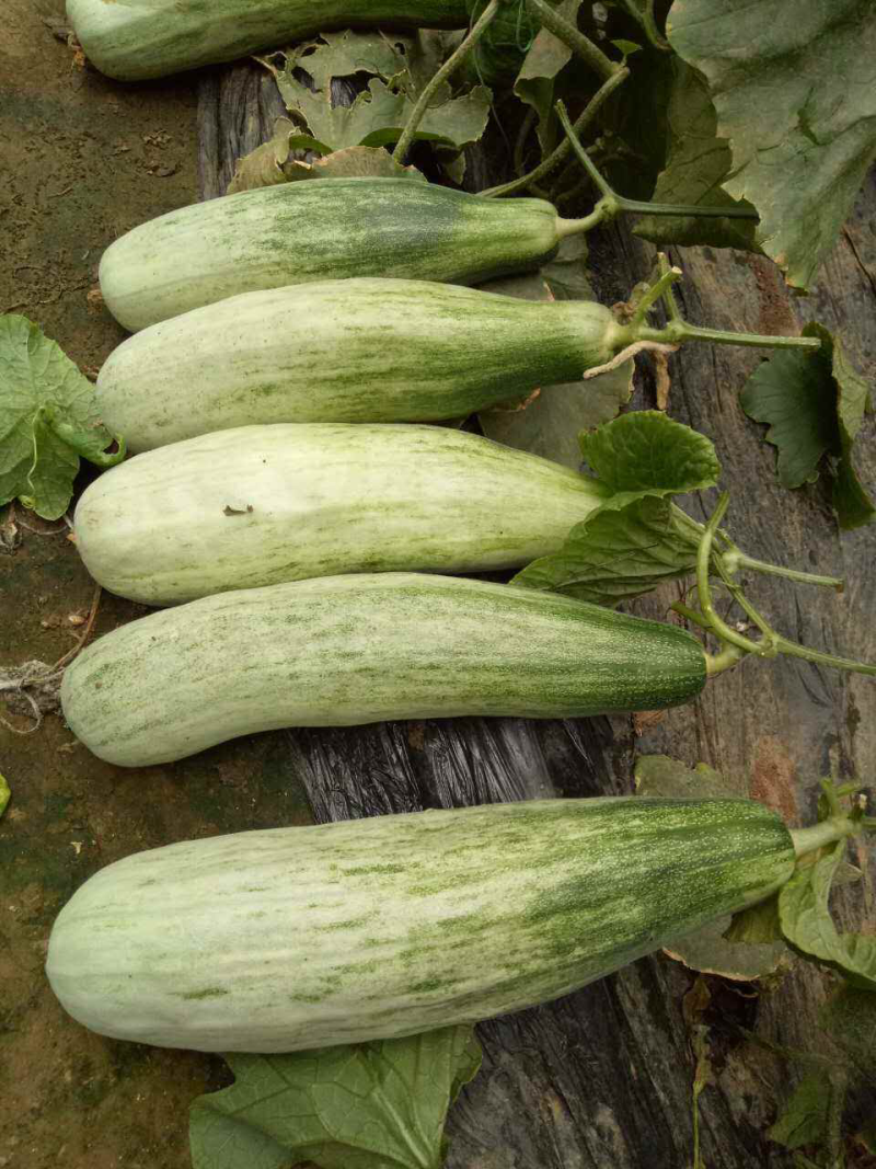 羊角蜜甜瓜苗产量高寿光基地直供品种优良量大