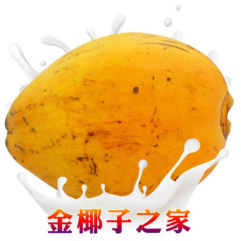 金椰子海南椰子金椰子8个装特价全场包邮