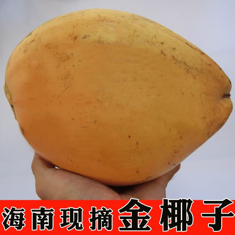 金椰子海南椰子金椰子8个装特价全场包邮