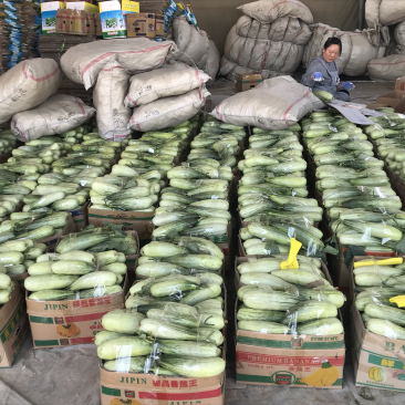 羊角蜜甜瓜!产地直销!欢迎全国客商前来收购