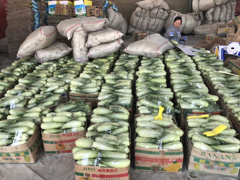 羊角蜜甜瓜！产地直销！欢迎全国客商前来收购