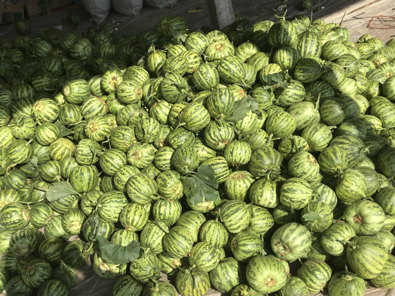 花龙蜜！产地直销，欢迎全国各地客商前来收购！