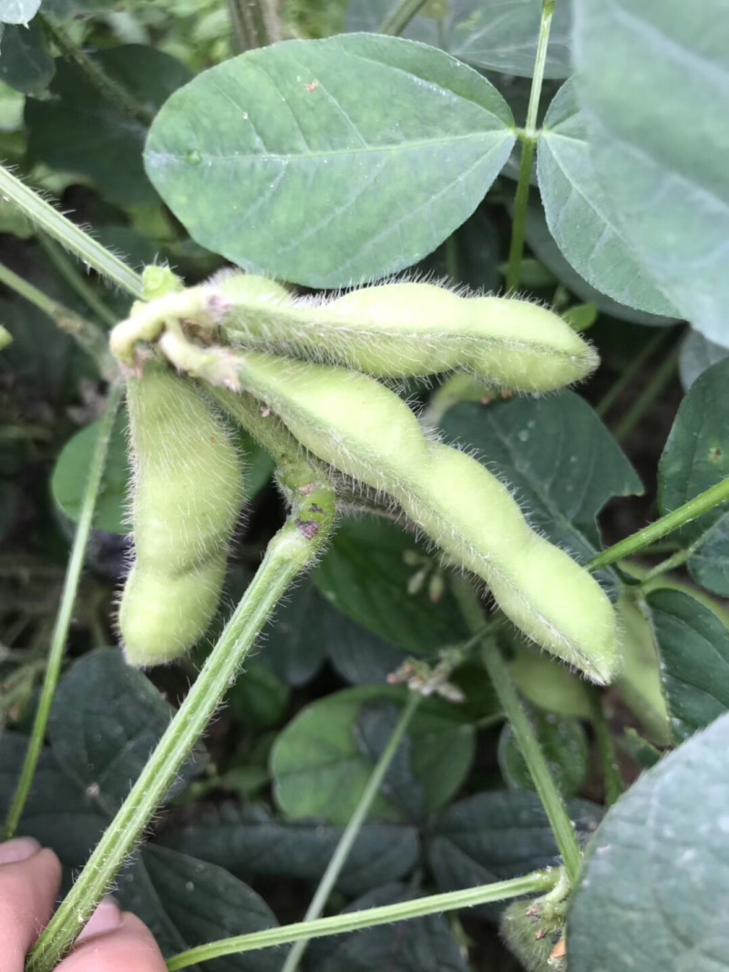 广西绿宝石毛豆新鲜大量上市