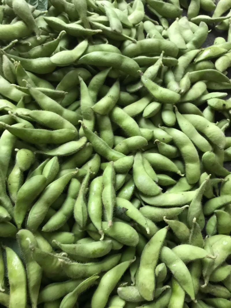广西绿宝石毛豆新鲜大量上市