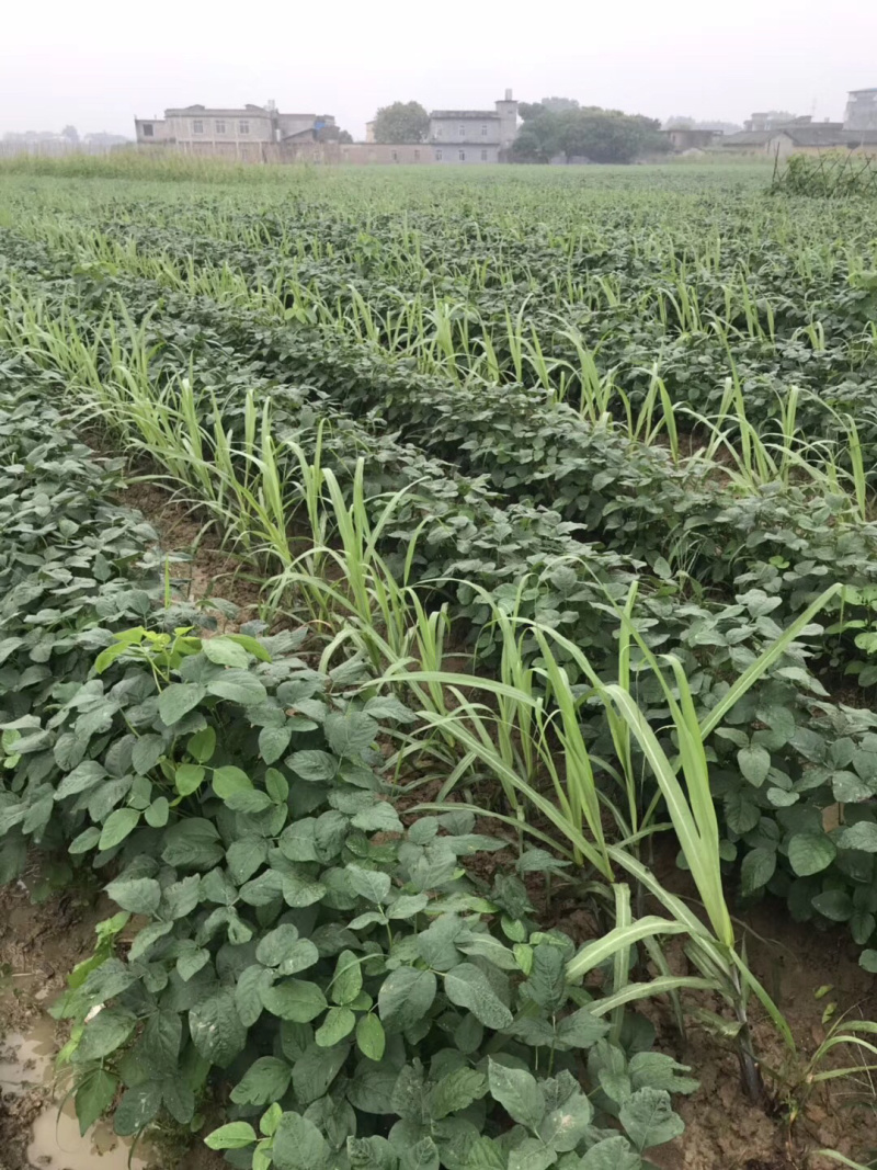 广西绿宝石毛豆新鲜大量上市