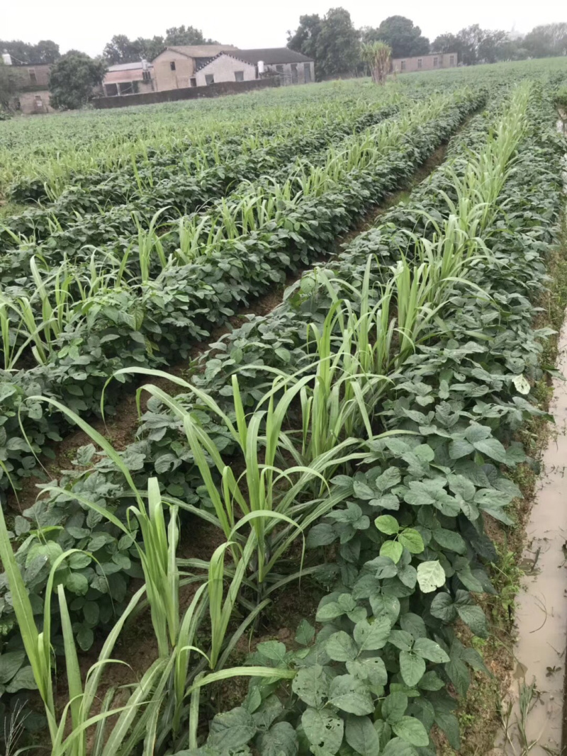 广西绿宝石毛豆新鲜大量上市