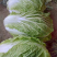 黄心大白菜，产地各种蔬菜供应各种季节性蔬菜