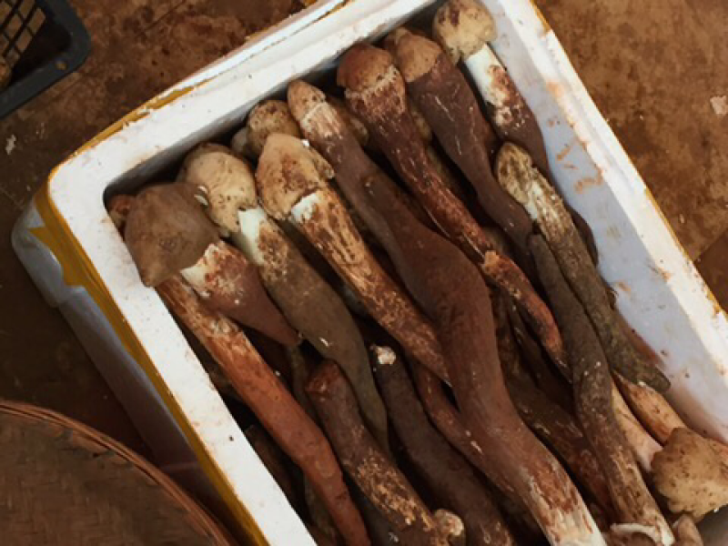 大自然的秘密野生菌