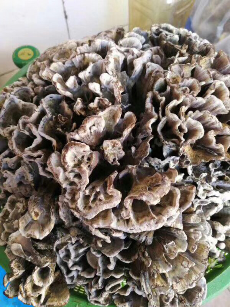 大自然的秘密野生菌