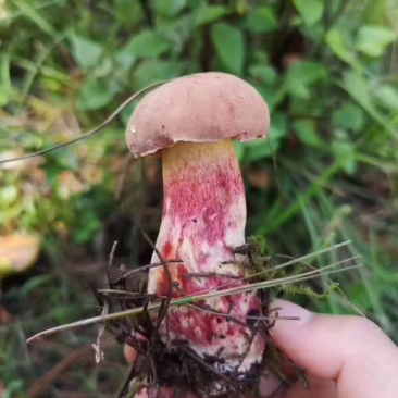 大自然的秘密野生菌