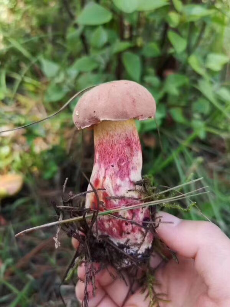 大自然的秘密野生菌