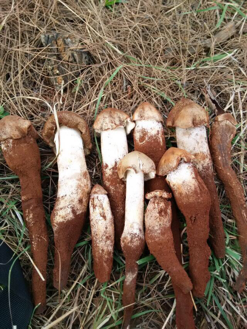 大自然的秘密野生菌