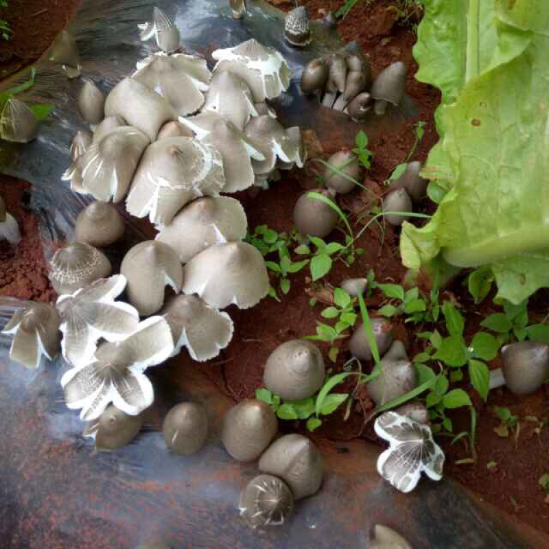 大自然的秘密野生菌