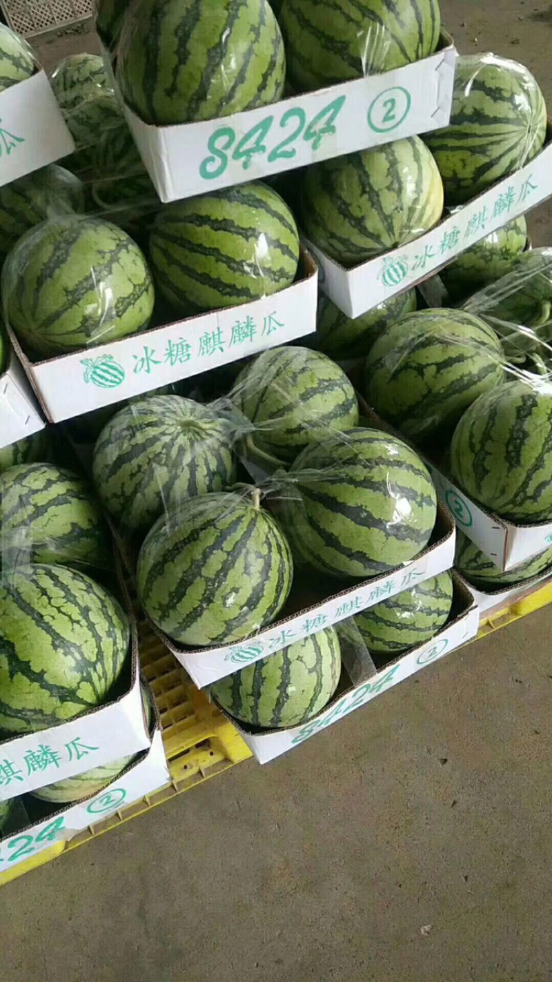 8424西瓜