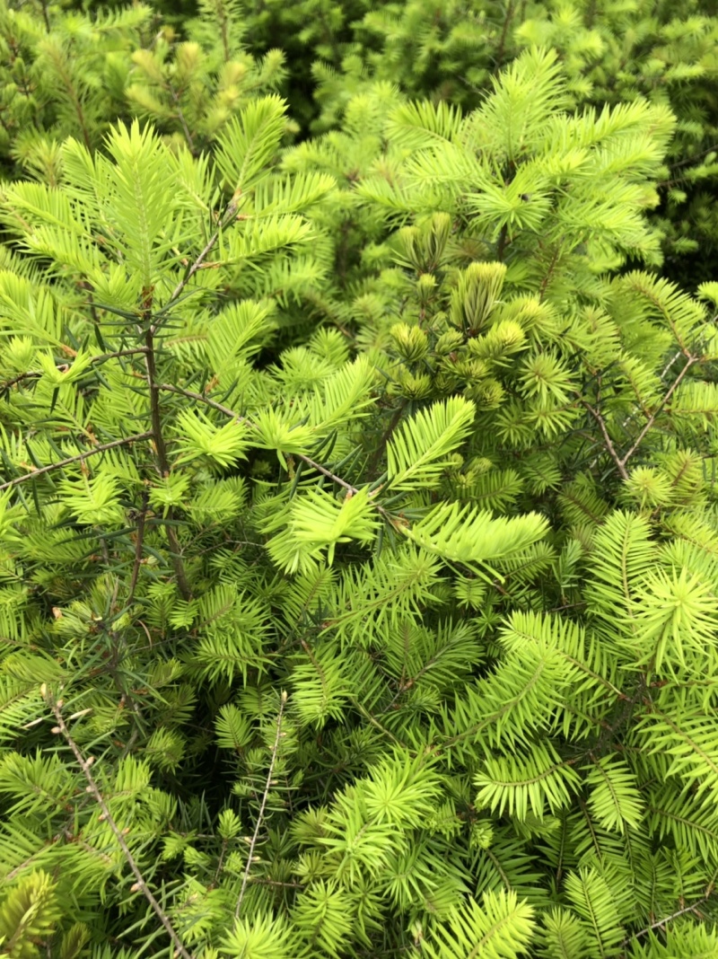 绿化苗木，油杉苗