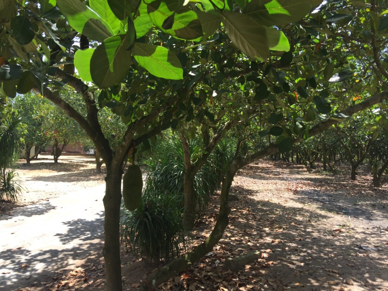 海南菠萝蜜，16-32斤不等规格