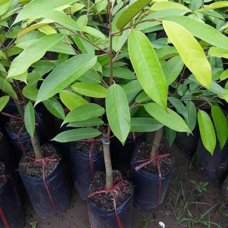 嫁接榴莲树苗泰国榴莲苗猫山王金枕头南北方种植地栽当年结果