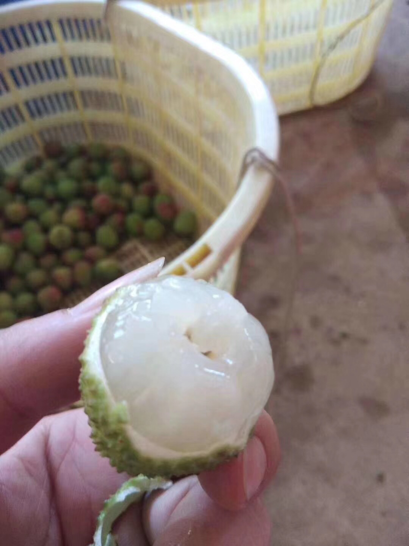 一年漫长的等待到来，海南妃子笑荔枝即将上市，时效保证，提
