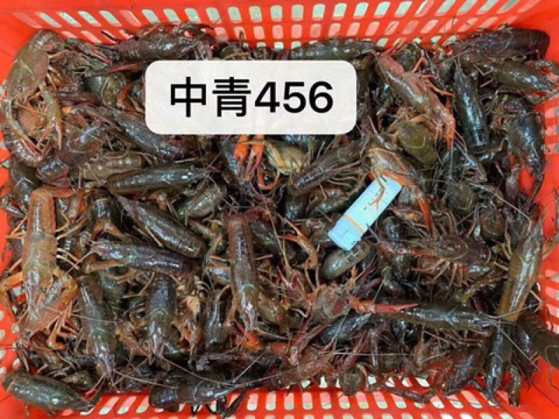 456。青虾