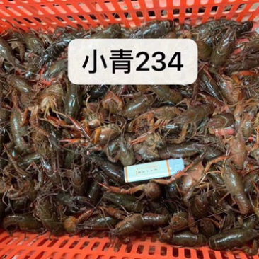 清水小龙虾