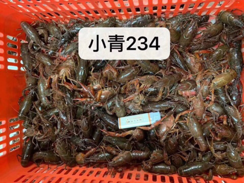 清水小龙虾
