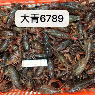 清水潜江小龙虾。6.2以上大青