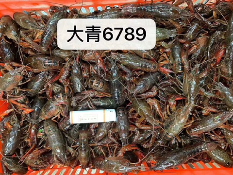 清水潜江小龙虾。6.2以上大青
