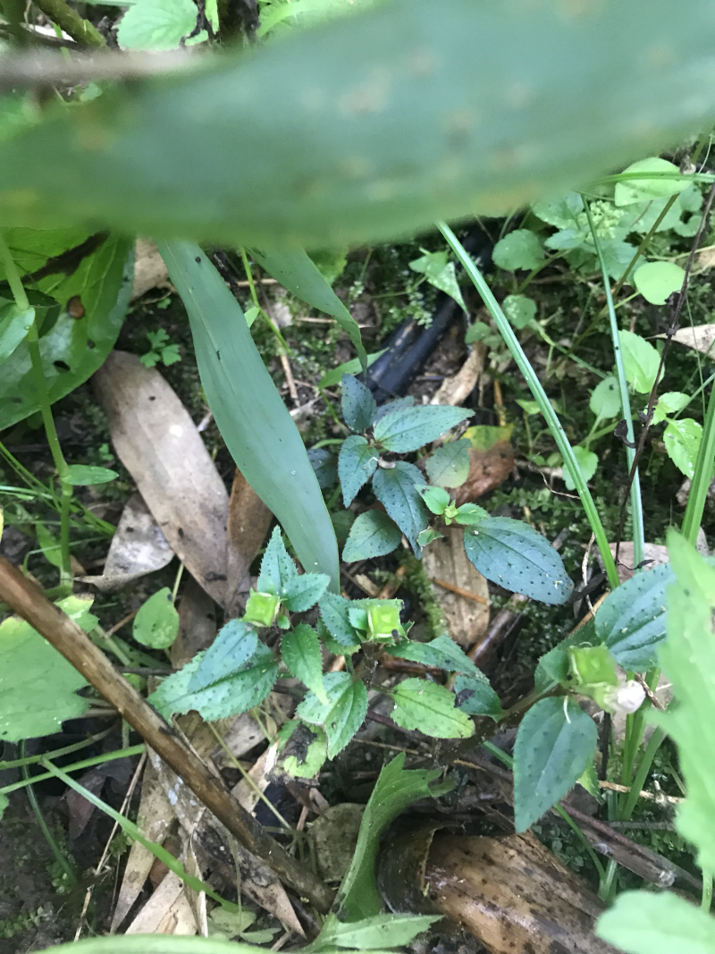 风柜斗草福建野生干品楮头红风谷草风骨草