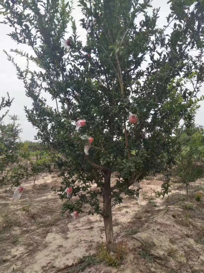 花石榴