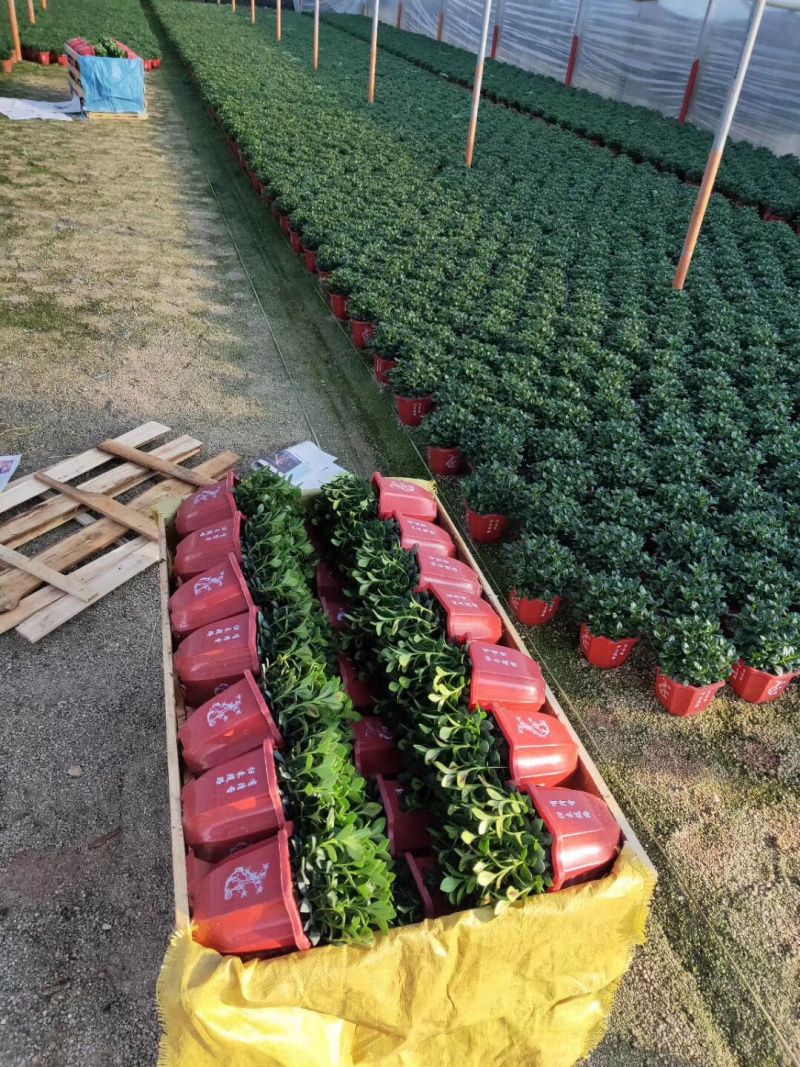 金鱼吊兰145＃带花苞密度好八角红盆基地直销一件起批