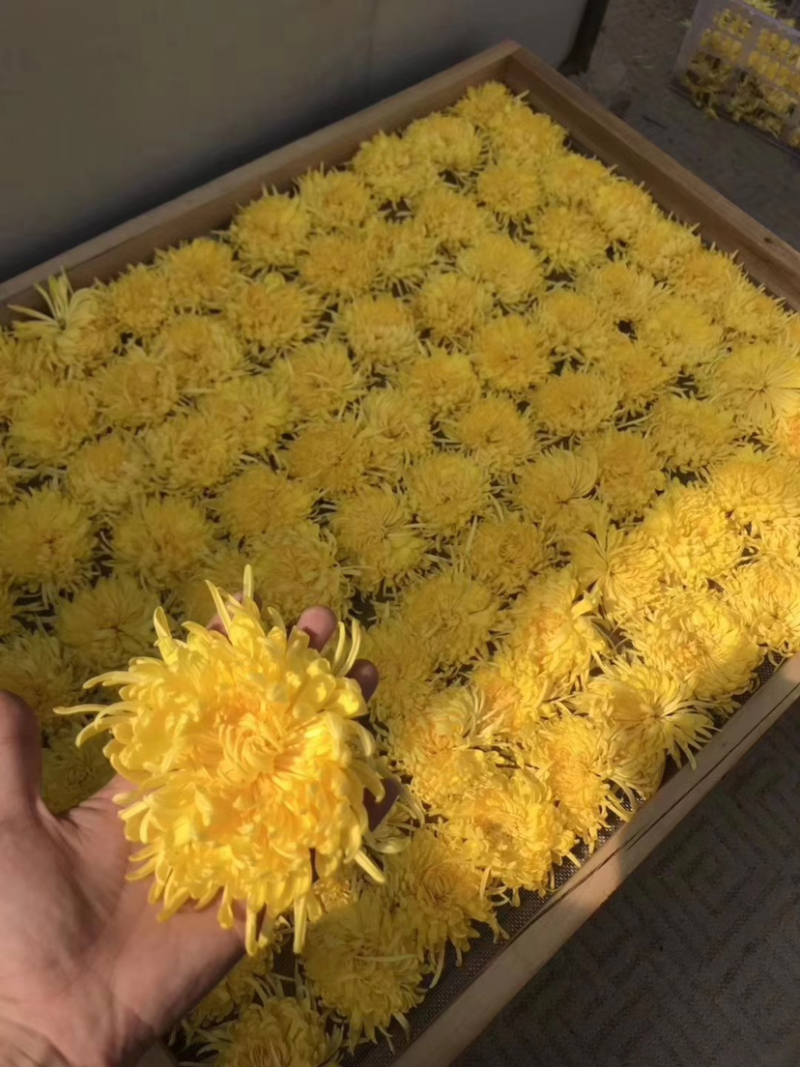 金丝皇菊苗